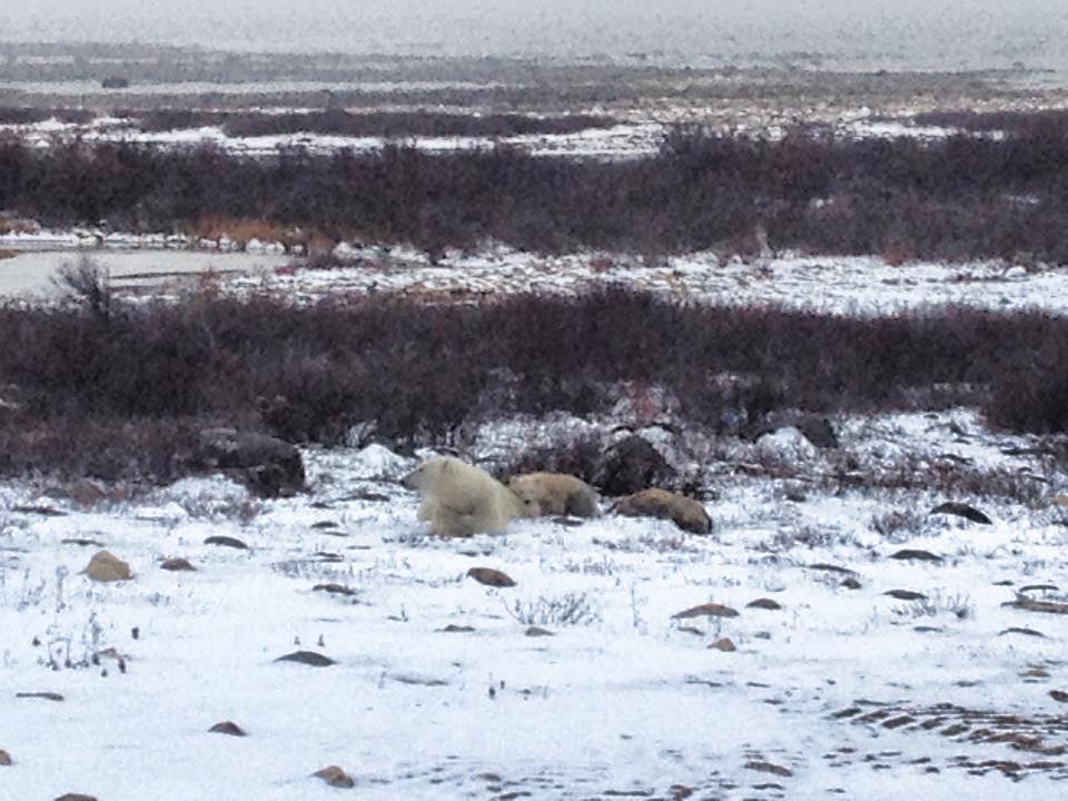 polar bears churchill