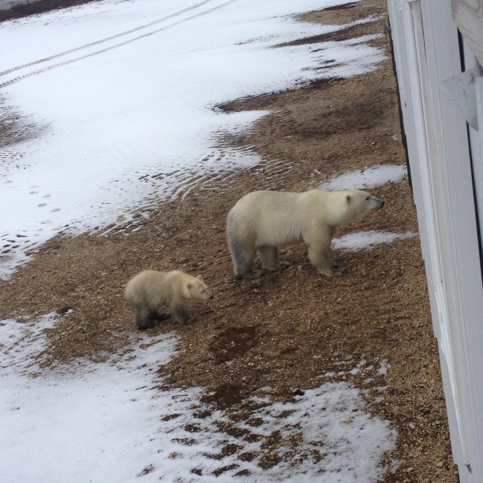 polar bears at lodge Jason luoma 2
