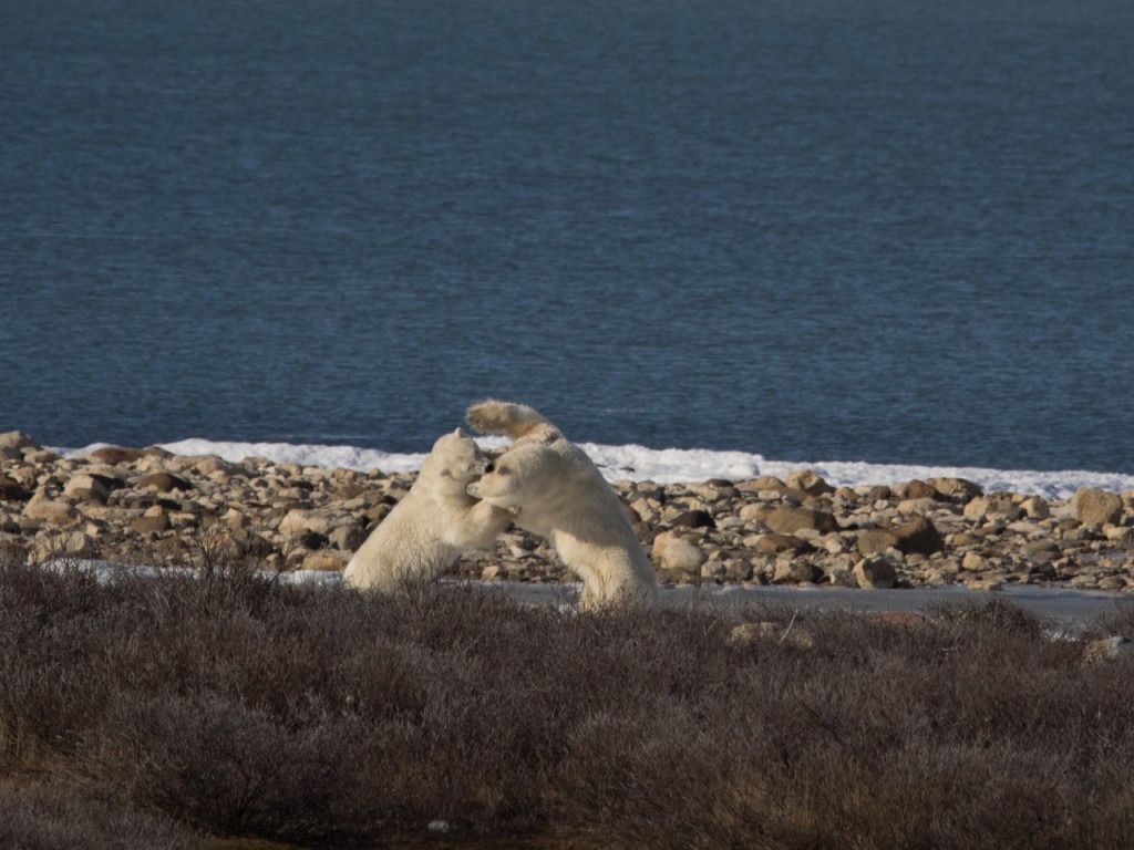 polar bears in churchill mock fighting
