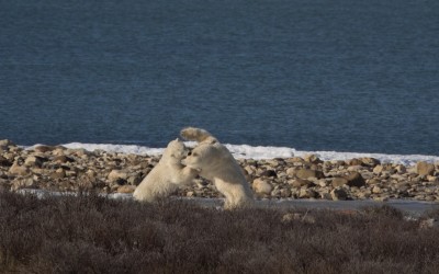 Churchill Field Notes – Photos of the Week