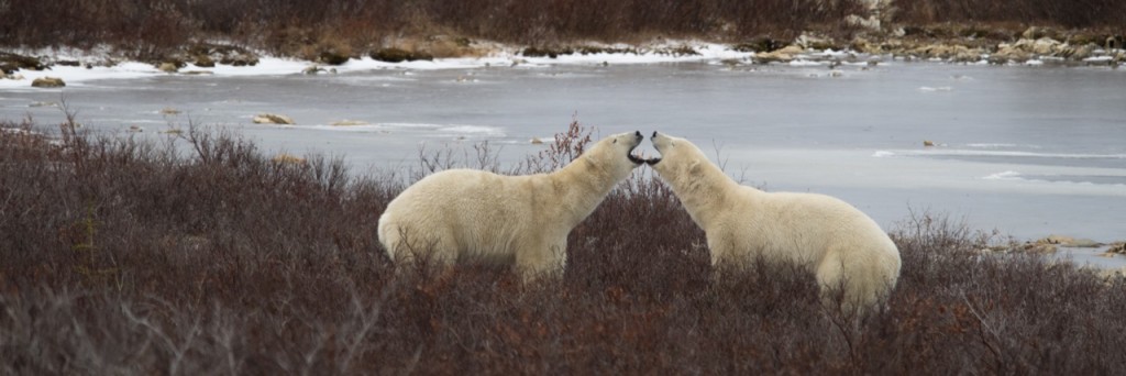 polar bears in Churchill, Manitoba