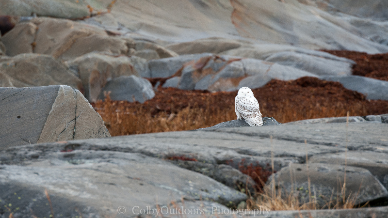 snowy owl in Churchill