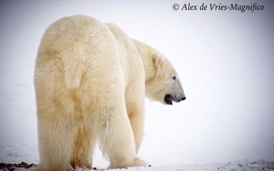 Churchill Photos of the Week