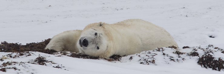 polar bear in Churchill, Manitoba