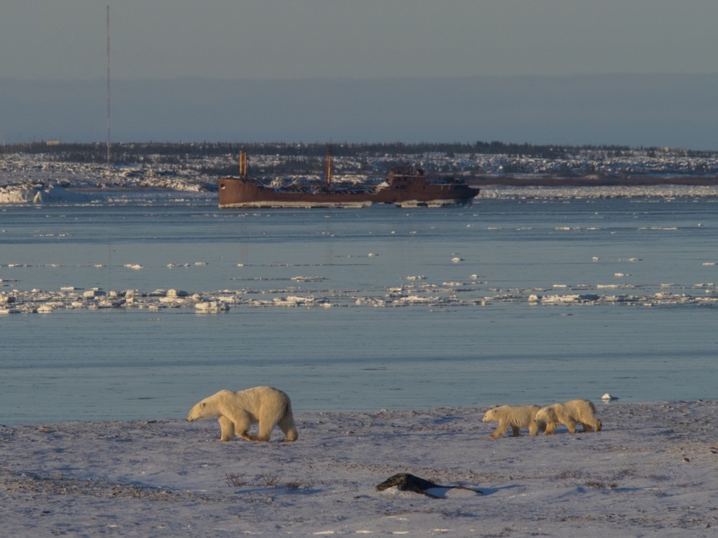 polar bears in Churchill, Manitoba