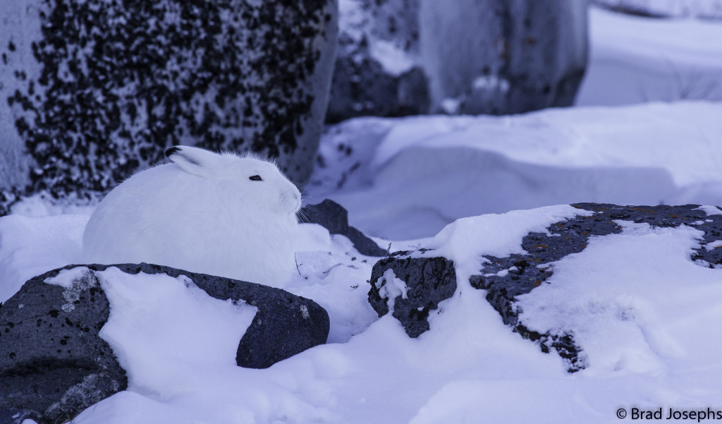 Brad Josephs Arctic Hare in Churchill, Manitoba
