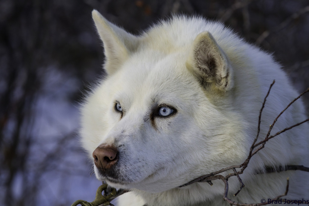 Sled dog in Churchill, Manitoba