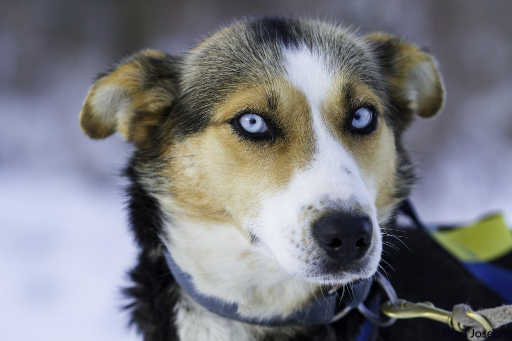 Sled dog churchill, Manitoba