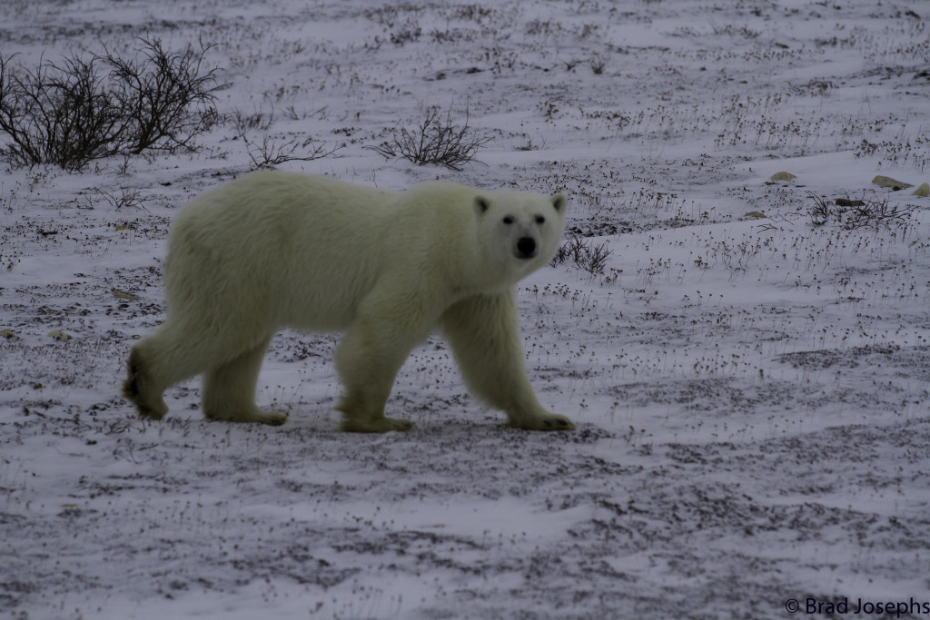 polar bear churchill, Manitoba