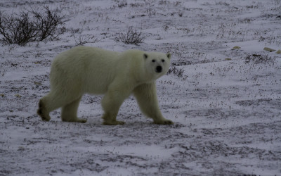 Arctic Wildlife Majestic Video