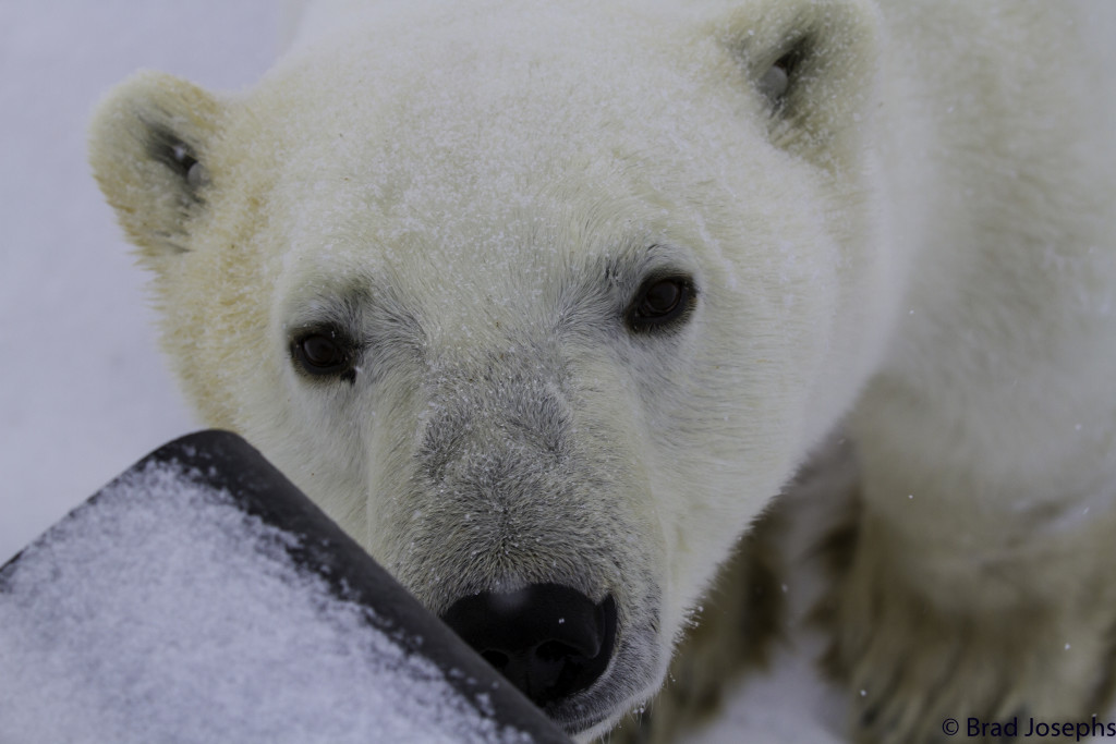 polar bear Churchill, Manitoba
