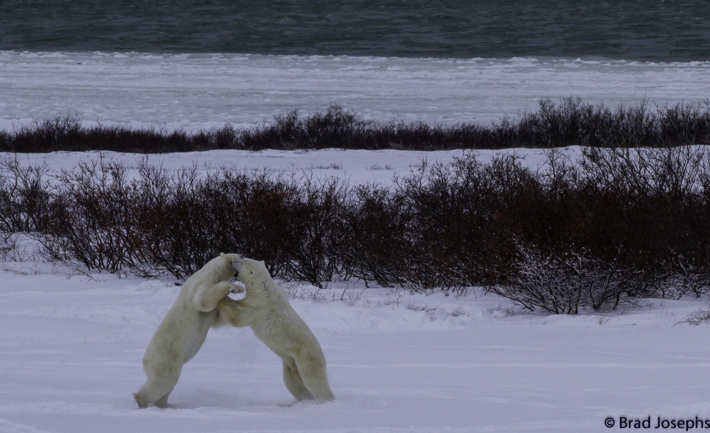 Brad Josephs Churchill polar bears