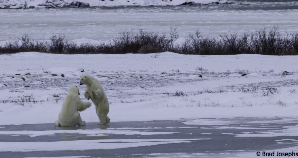polar bears sparring in Churchill, Manitoba
