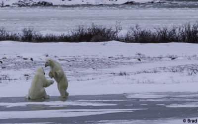Polar Bear Season Winding Down