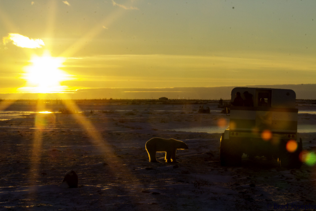 polar bears in Churchill, Mnaitoba