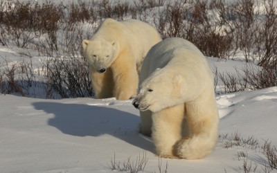 Churchill Sunday Photos – Polar Bears