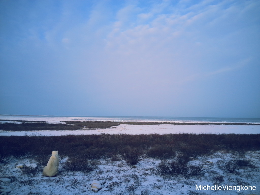 Polar bear and Hudson Bay Churchill
