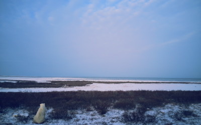 Polar Bear Season.. Not Quite Over