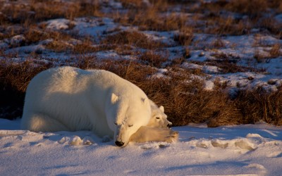 Amazing Polar Bear Season – A Guides Perspective