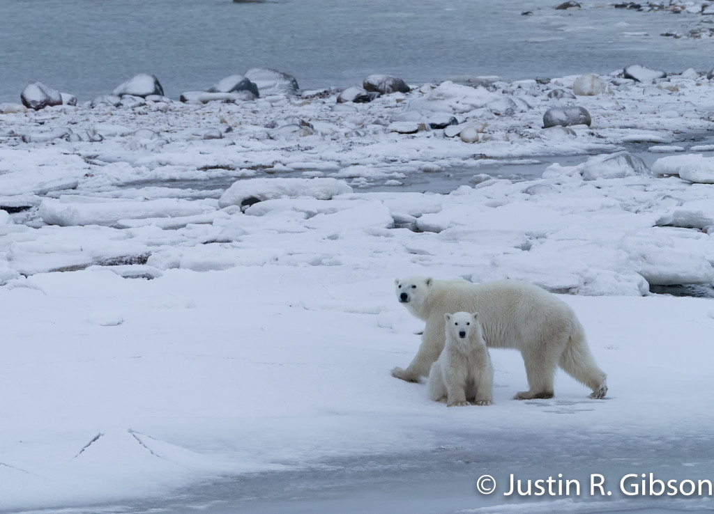 polar bear sow and cub Churchill, Manitoba