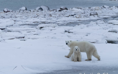 Churchill Photos – Polar Bear Season