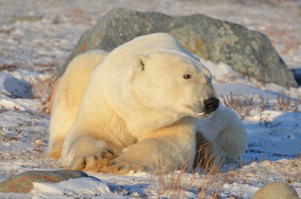 Polar bear Rhonda Churchill , Manitoba