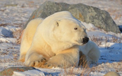 Wildlife Photos From Churchill