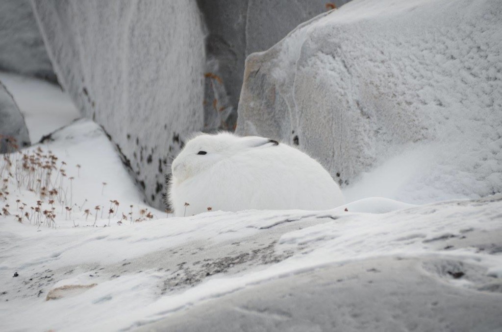 Arctic Hare in Churchill, Manitoba