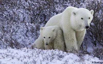 Reflections of polar Bear Season