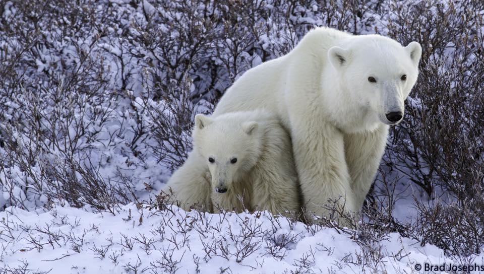 polar bear churchill, Manitoba