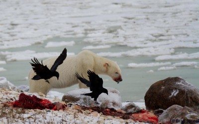 Video – The Great Polar Bear Feast
