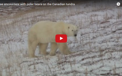 Churchill Video of the Week – Polar Bear Tracking