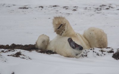 Churchill Guides Notes and Photos