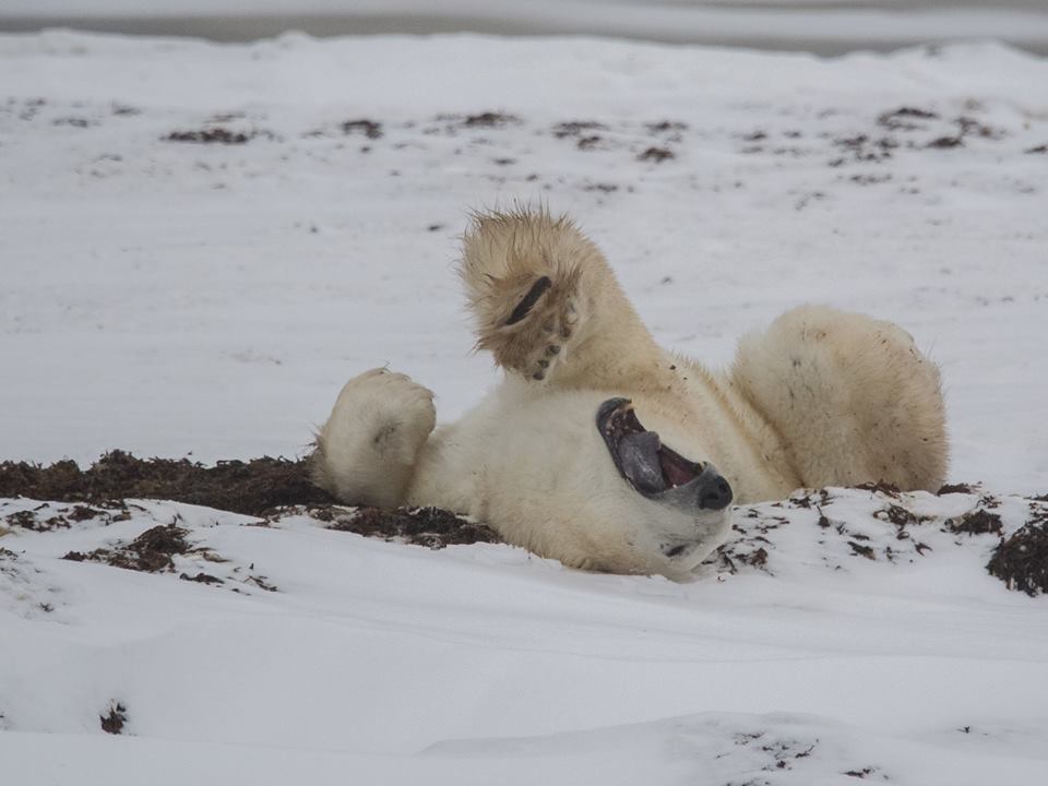 Polar bear in Churchill kelp bed