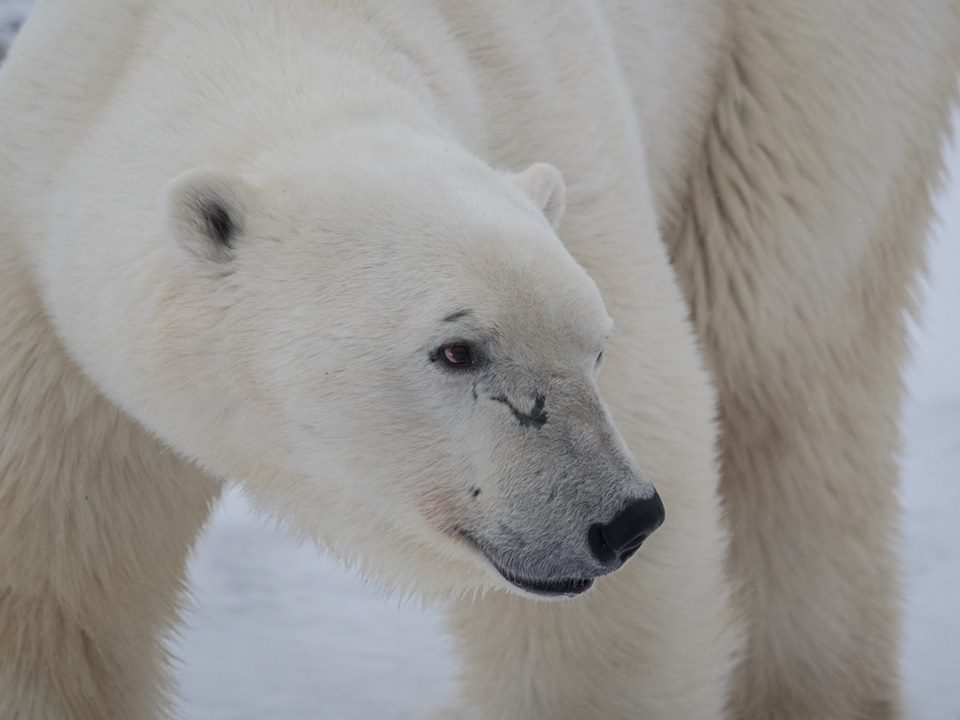 polar bear in Churchill
