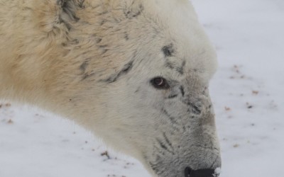 Churchill Friday Photo