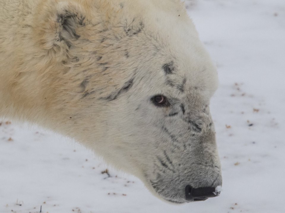 polar bear in Churchill, Manitoba