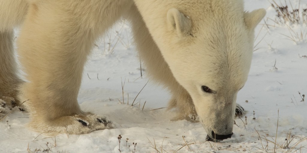 Churchill polar bear