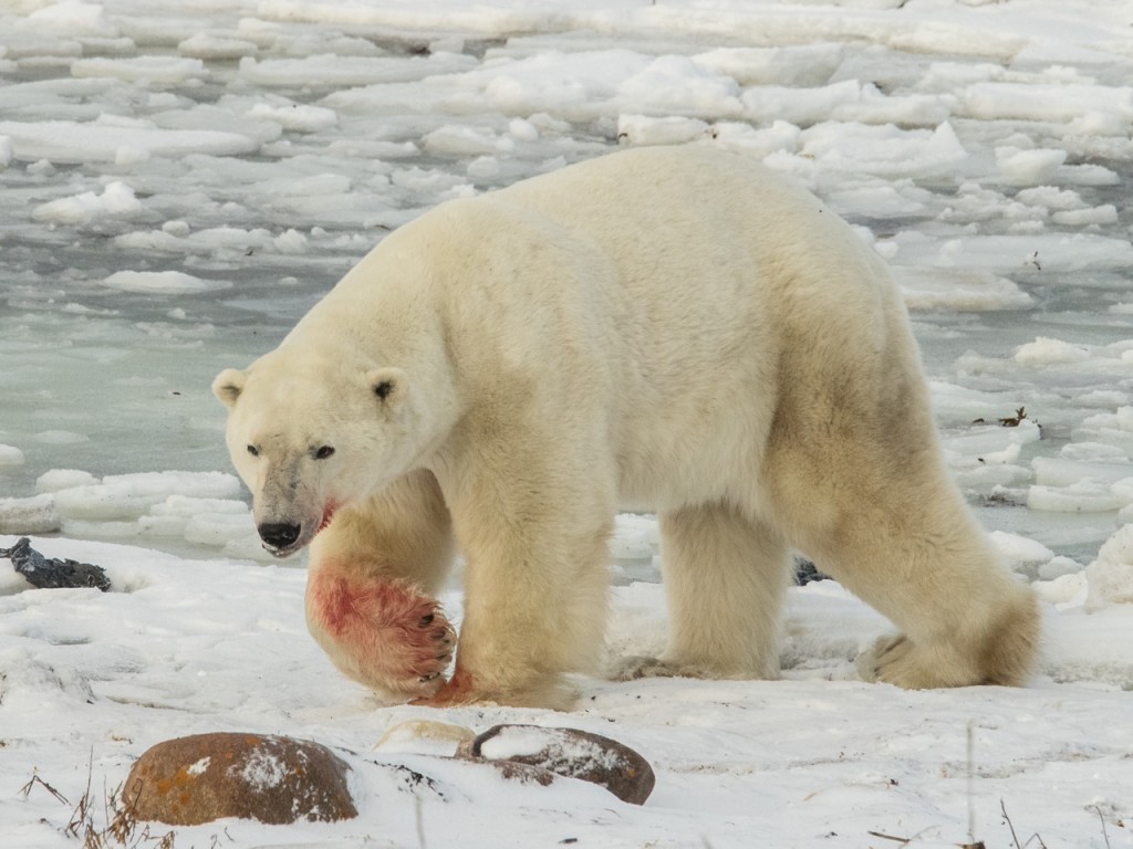 polar bear in Churchill