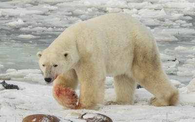 Churchill Polar Bear Update – Seal Kill