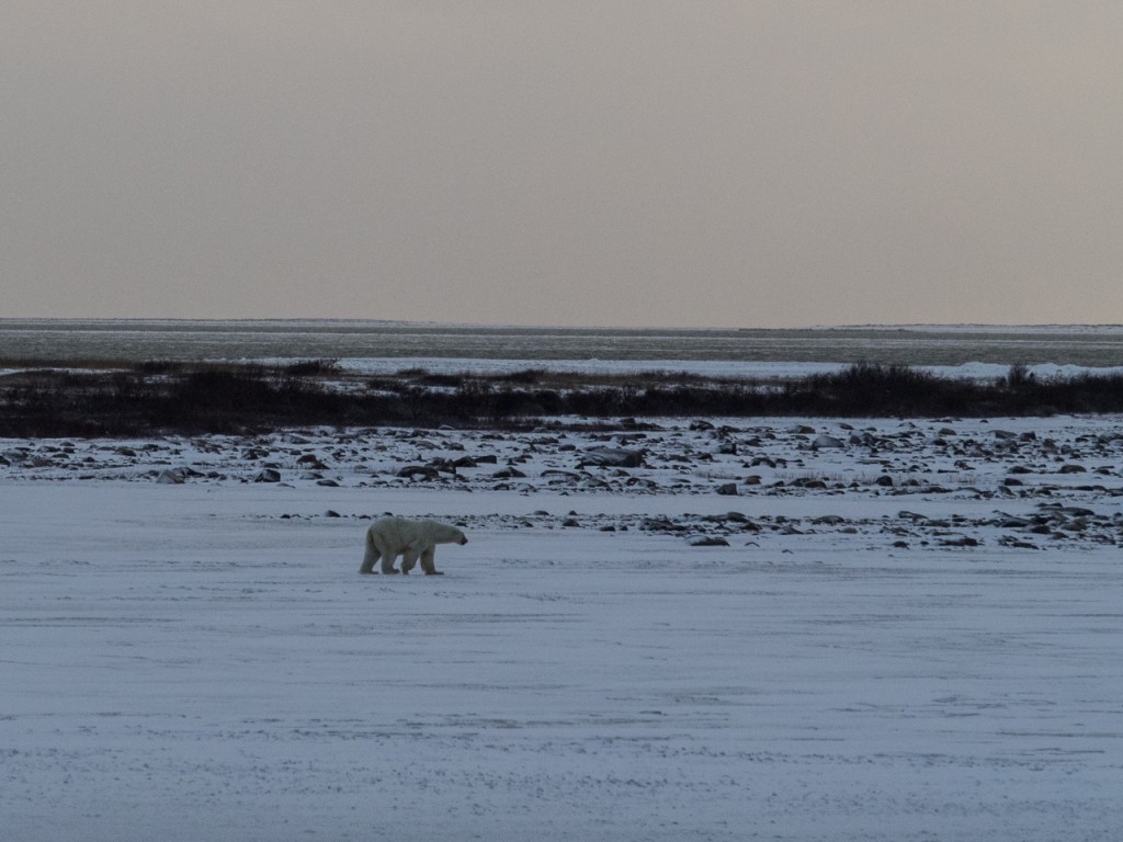 polar bear in Churchill