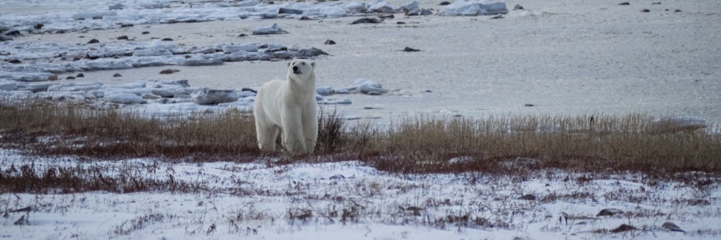 polar bear in Churchill