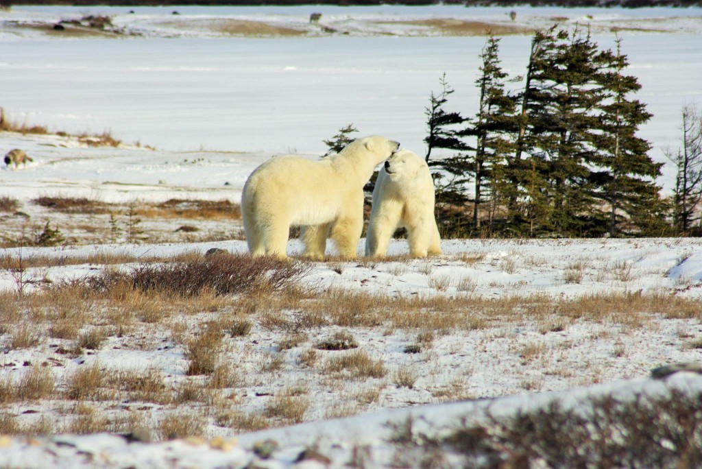 polar bears churchill