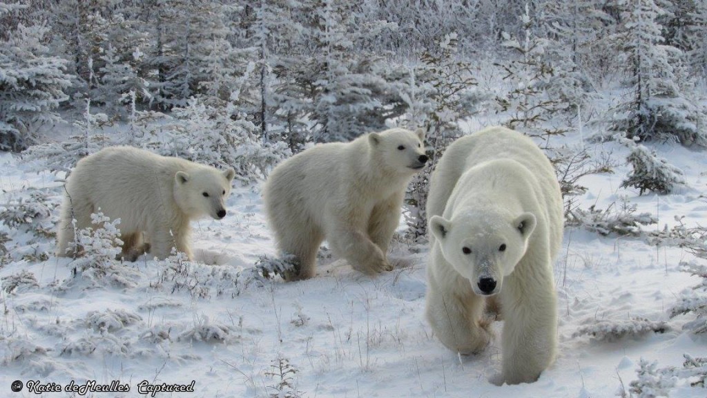 polar bears in Churchill, Manitoba