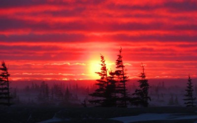 Polar Bear Season – Snowy Images