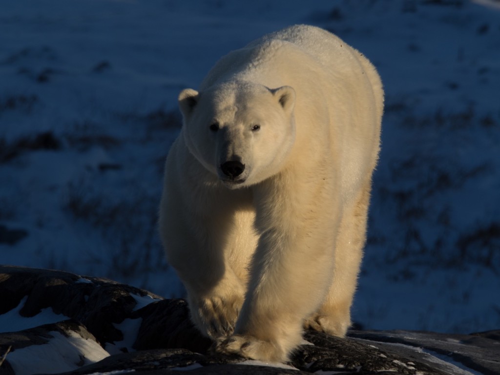 polar bear churchill, Manitoba