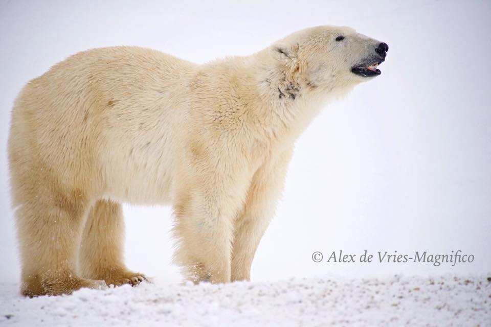 polar bear in Churchill, Manitoba
