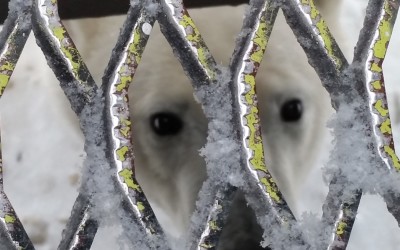 Polar Bear Season Photos – Guides Favorites