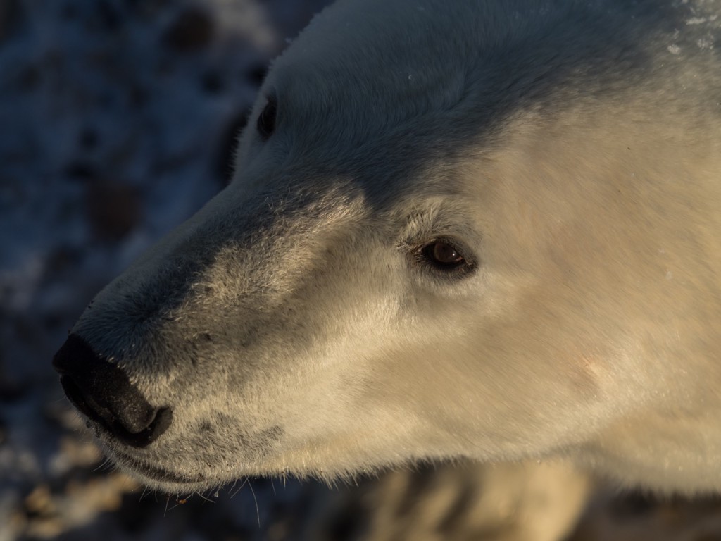 polar bear in Churchill.