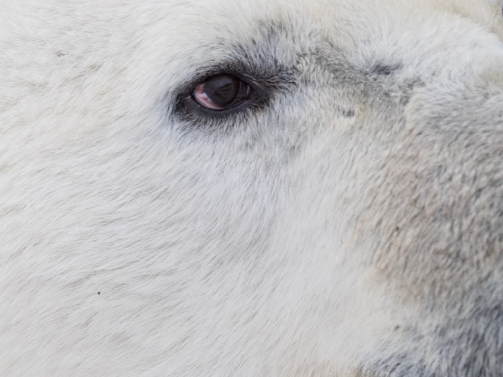 polar bear photo drew Hamilton photo.